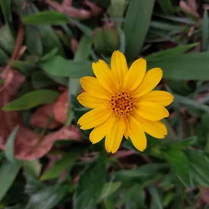 Nature Zone Jungle Munnar