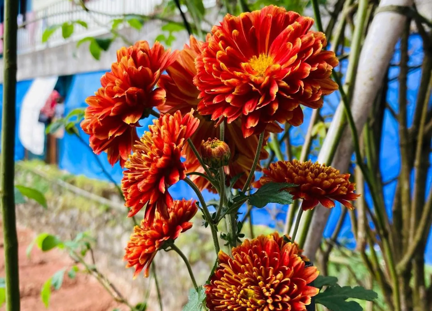 Homestay Carmel Home Stay Munnar India
